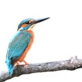 Kingfisher bird Royalty Free Stock Photo