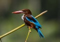 Kingfisher bird birds lake trees Kerala