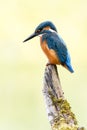 Kingfisher bird on branch Royalty Free Stock Photo