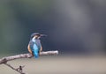 Kingfisher bird on branch Royalty Free Stock Photo