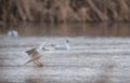 Kingfisher bird from Bucharest ,Vacaresti Natural Park