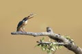 Kingfisher bird catches fish, Kingfisher bird on branch
