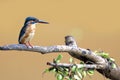 Kingfisher bird catches fish, Kingfisher bird on branch