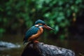 Kingfisher bird closeup waterfall on background