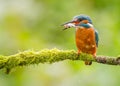 Kingfisher bird