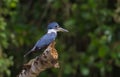 Kingfisher bird, Costa Rica wild life