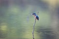 Kingfisher bird with fish in beak Royalty Free Stock Photo