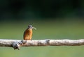 Kingfisher bird with fish in beak standing on branch Royalty Free Stock Photo