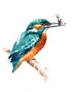 Kingfisher Bird Holding a Fish Watercolor Illustration Hand Drawn