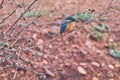 Kingfisher Bird at its best view, Karnataka, India