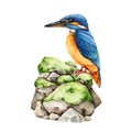 Kingfisher bird on mossy stones. Watercolor illustration. Hand drawn beautiful wildlife animal in natural landscape