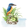 Kingfisher bird natural wildlife watercolor illustration. Forest wild bird on a mossy stone pile in the water with wild