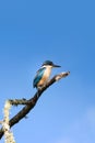 Kingfisher bird seating on a tree branch on blue sky background Royalty Free Stock Photo