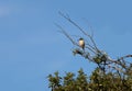 Kingfisher bird seating on a tree branch on blue sky background Royalty Free Stock Photo