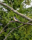 Kingfisher bird seatting on the kowhai tree branch, native New Zealand bird Royalty Free Stock Photo