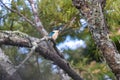 Kingfisher bird seatting on the kowhai tree branch