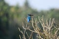 King fisher on branches