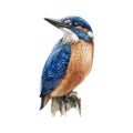 Kingfisher bird sitting on a tree branch watercolor illustration. Hand drawn picture of a bright blue bird with orange breast, iso Royalty Free Stock Photo