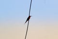 Kingfisher bird sitting on a wire Royalty Free Stock Photo