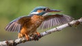 Kingfisher bird