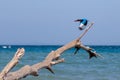 Kingfisher bird taking off from fallen tree on a. Royalty Free Stock Photo