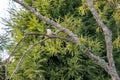 Kingfisher bird on the tree branch Royalty Free Stock Photo