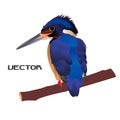 Kingfisher Bird vector