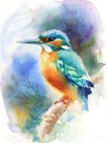 Kingfisher Bird Watercolor Illustration Hand Drawn