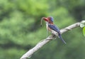 Kingfisher Blue snake