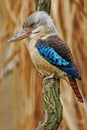 Kingfisher Blue-winged kookaburra, Dacelo leachii, Australia. Bird near the river. Kingfisher in the nature water grass habitat. Royalty Free Stock Photo