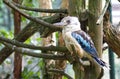 Kingfisher Blue-winged kookaburra, Dacelo leachii