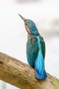 Kingfisher on a branch above the water of a pond