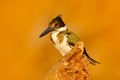 Kingfisher from Brazil. Green and white bird Amazon Kingfisher, Chloroceryle amazona, sitting on the branch, Baranco Alto, Pantana