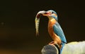 Kingfisher and brown trout. Royalty Free Stock Photo