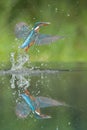 Kingfisher with catch. Royalty Free Stock Photo