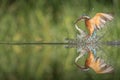 Kingfisher with catch. Royalty Free Stock Photo