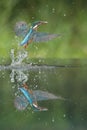 Kingfisher with catch. Royalty Free Stock Photo