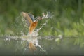 Kingfisher with catch.