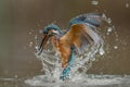 kingfisher catch fish after it dive underwater Royalty Free Stock Photo