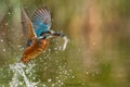 kingfisher catch his lunch Royalty Free Stock Photo