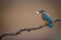 Kingfisher with catch on twirly branch Royalty Free Stock Photo