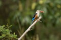 Kingfisher Catches Insect In Ngorogoro Royalty Free Stock Photo