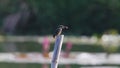 Kingfisher catching fish