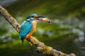 Kingfisher with caught fish in bill. Wild common kingfisher, Alcedo atthis, perched on branch near nesting burrow. Wildlife Royalty Free Stock Photo