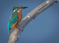 Kingfisher (Ceyx azureus) fishing from Branch Royalty Free Stock Photo