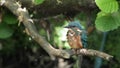 Kingfisher chick. Royalty Free Stock Photo