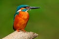 Kingfisher with clear green background. Kingfisher, blue and orange bird sitting on the branch in the river. Beautiful bird in the Royalty Free Stock Photo