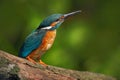 Kingfisher with clear green background. Kingfisher, blue and orange bird sitting on the branch in the river. Beautiful bird in the Royalty Free Stock Photo