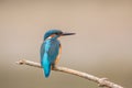 Kingfisher close up, Po valley, Italy countryside