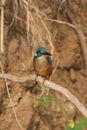 Kingfisher close-up Royalty Free Stock Photo